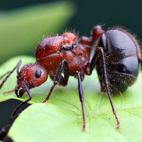 不求大富大貴 褐色脊紅蟻